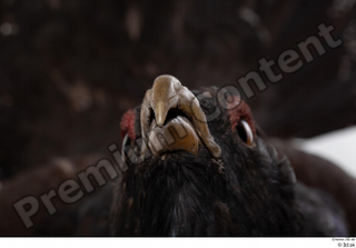 Western capercaillie beak mouth 0003.jpg